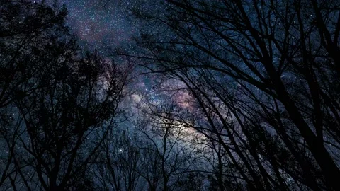 Forest Trees Canopy Silhouette Sky Landscape Stock-Footage 239728204