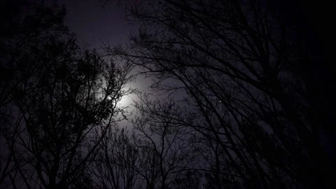 Forest Trees Canopy Silhouette Sky Landscape Vídeos de archivo 239798598