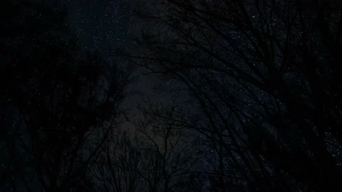 Forest Trees Canopy Silhouette Sky Landscape Stock Footage 239805617