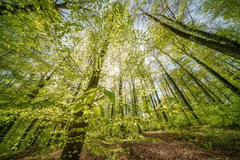 Forest trees casting shade with sunlight filtering through branches Stock Photos