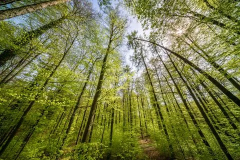 Forest trees casting shade with sunlight filtering through branches Stock Photos