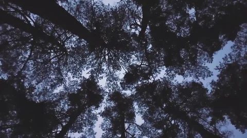 Forest trees clearing upward sky Stock Footage 98677015