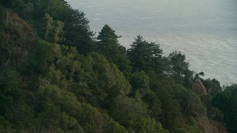 A forest of trees cling to the rocky cliffs of Big Sur, above the Pacific Ocean Stock Footage 93748515