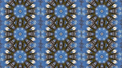 Forest Trees Clip 30 Stock Footage 238890338