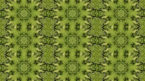 Forest Trees Clip 31 Stock Footage 238890336