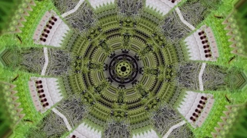 Forest Trees Clip 32 库存影片 238890365