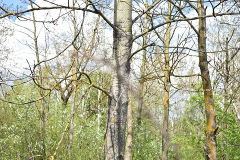 Forest trees close up Stock Photos