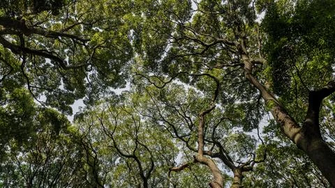 Forest with trees close up Stock Photos