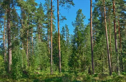 Forest trees closeup Stock Photos