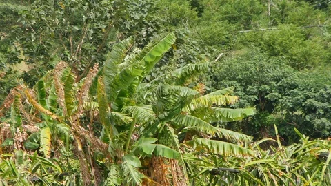 Forest trees in the countryside Stock-Footage 93925863