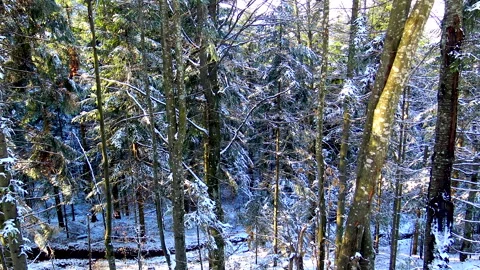 Forest trees covered with first fresh snow Stock Footage 144209965
