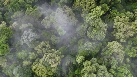 Forest with trees covered in fog Видео 332220359