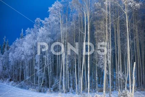 Forest of trees covered in hoar frost beside a snowy field Stock Photos