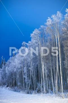 Forest of trees covered in hoar frost beside a snowy field Stock Photos