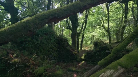 Forest Trees Covered With Moss. Pullback Shot Stock Footage 312546695