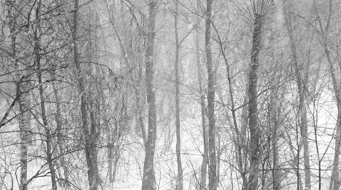 Forest trees covered with new falling snow Video stock 35173843
