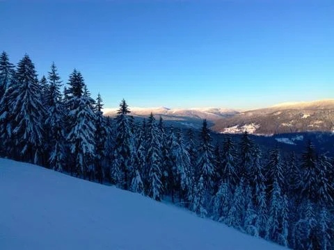 Forest trees covered in snow during the winter season Stock Photos
