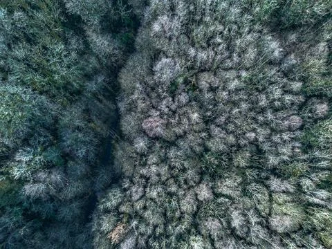 A forest with trees covered in snow seen from above Stock Photos