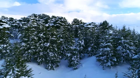 Forest trees covered by snow. Winter aerial view. Snow storm Stock Footage 169808465