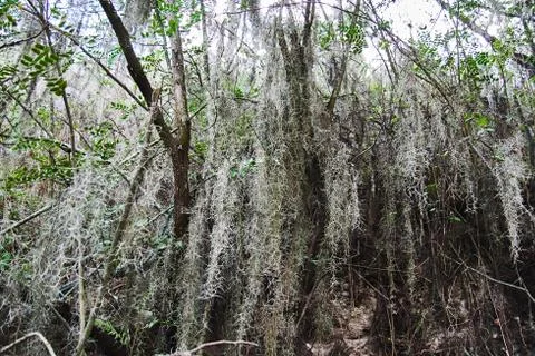 Forest of trees covered with white moss Stock Photos