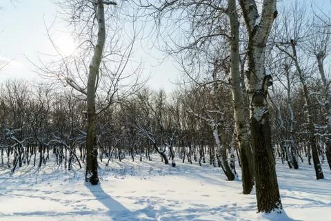 Forest Trees Covered With White Winter Snow Stock Photos