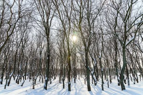 Forest Trees Covered With White Winter Snow Foto stock