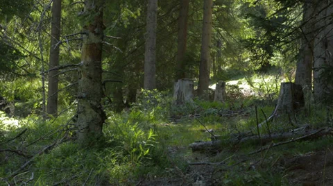 Forest with trees cut down Video stock 27529264