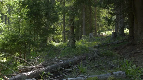Forest with trees cut down pan right Stock Footage 27529358