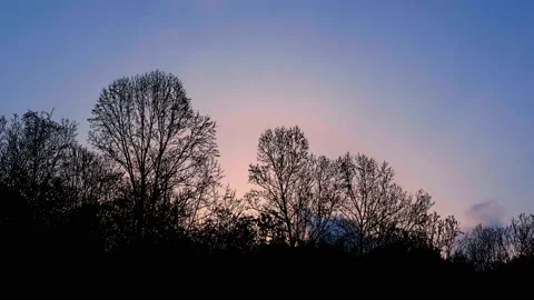 Forest Trees Cut Out Line Art Nature Woods Video stock 238833948