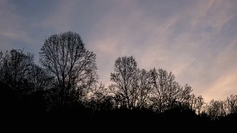 Forest Trees Cut Out Line Art Nature Woods Video stock 238859908