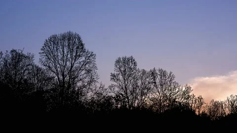 Forest Trees Cut Out Line Art Nature Woods Video stock 238867606