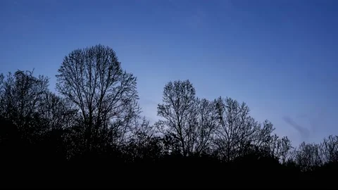 Forest Trees Cut Out Line Art Nature Woods Video stock 238876727
