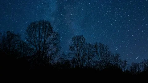 Forest Trees Cut Out Line Art Nature Woods Vídeo Stock 239701513