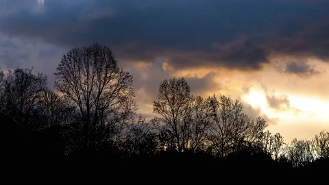 Forest Trees Cut Out Line Art Nature Woods Video stock 239855466