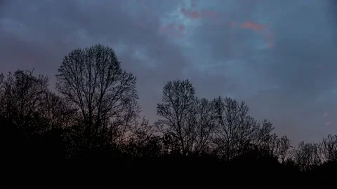 Forest Trees Cut Out Line Art Nature Woods Video stock 239870222