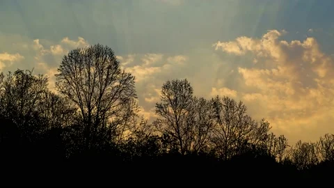 Forest Trees Cut Out Line Art Nature Woods Video stock 239881423