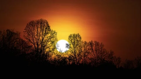 Forest Trees Cut Out Line Art Nature Woods Video stock 239906943