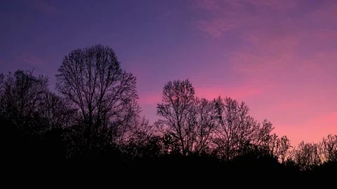 Forest Trees Cut Out Line Art Nature Woods Video stock 240047614