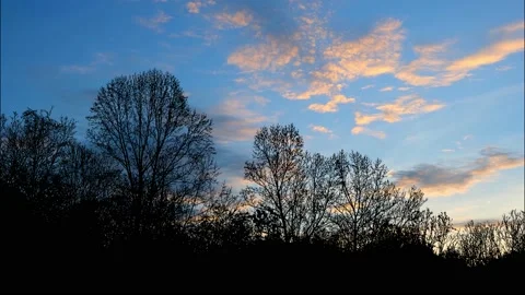 Forest Trees Cut Out Line Art Nature Woods Video stock 240054771