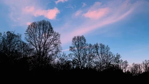 Forest Trees Cut Out Line Art Nature Woods Video stock 240073530