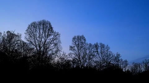 Forest Trees Cut Out Line Art Nature Woods Video stock 240125965