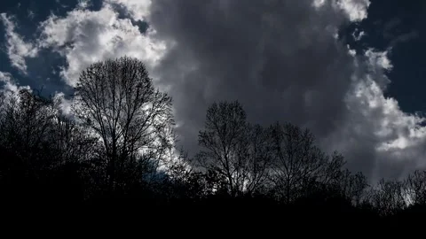 Forest Trees Cut Out Line Art Nature Woods Video stock 240167186