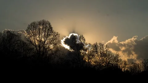 Forest Trees Cut Out Line Art Nature Woods Video stock 240171943