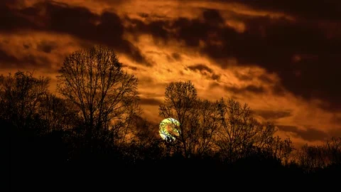 Forest Trees Cut Out Line Art Nature Woods Video stock 240187790