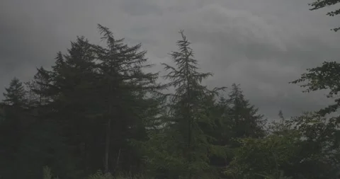 Forest trees dark and moody No.2, VLOG, 24fps, 4k Stock Footage 277228710