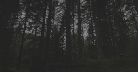 Forest trees dark and moody, 4k, VLOG, 24fps Stock Footage 277228725