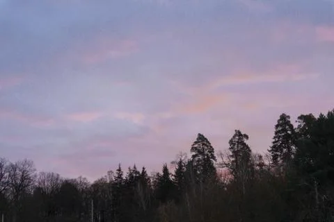 Forest trees at dawn in winter Stock Photos
