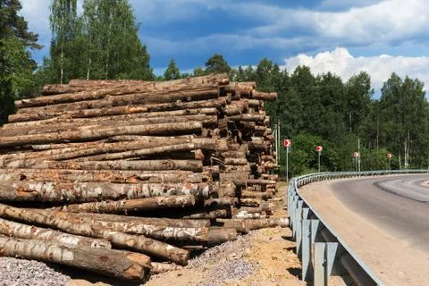 Forest trees deforestation for the construction of the new city Stock Photos