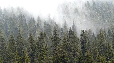 Forest trees with dense fog. Stock Footage 41262723