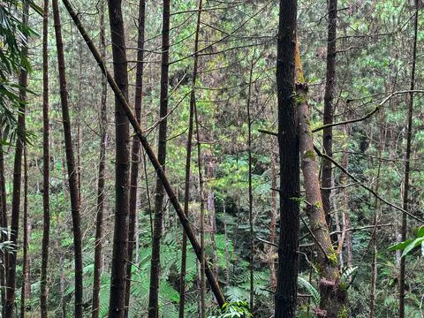 Forest Trees with Dense Greenery Stock Photos